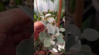 Kalanchoe easy for beginners Succulent plant succulents plants cactus propagation homegarden [upl. by Opiak]