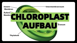 CHLOROPLAST AUFBAU STRUKTUR FUNKTION abitur einfach erklärt thylakoidestromagrana [upl. by Artemisia]