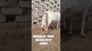 Bakri bacha dayty howay healthy GOTS goat cow love bakragoat bakra [upl. by Anastasio]