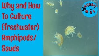 How to culture Freshwater AmphipodsScuds [upl. by Norud]