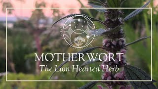 Motherwort The Lion Hearted Herb [upl. by Meredith]