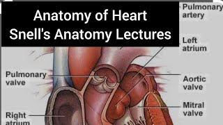 Anatomy of Heart pericardium anatomy Snells clinical Anatomy book part 1 [upl. by Ahsinit632]