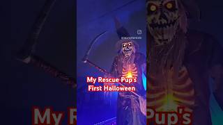 My Puppys First Halloween puppy puppy puppyshorts halloween2024 halloween puppyhood [upl. by Altman452]