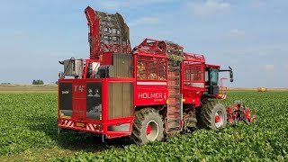 Bieten oogst met HOLMER Exxact T430 Landb Westerhof Woldendorp [upl. by Stirling]