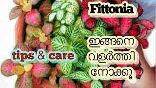 Fittonia plants care and propagation [upl. by Ahsiliw]