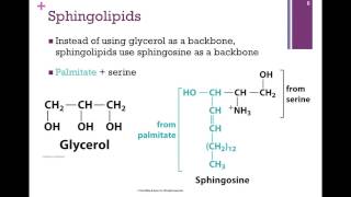 053Phospholipids amp Sterols [upl. by Danna]