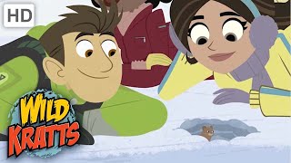 WILD KRATTS  Winter Creature  VOLE [upl. by Burgener]