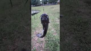 anglerlife catfish fishing ElPescaHoyos [upl. by Yllier879]