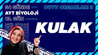 13 Kulak  Duyu Organları  11 Sınıf Biyoloji  2024 AYT Biyoloji Kampı 13 Gün [upl. by Natan]