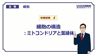 【高校生物】 細胞4 ミトコンドリアと葉緑体（１５分） [upl. by Nahem]