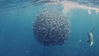 Mexican sardine run in Magdalena Bay [upl. by Namijneb]