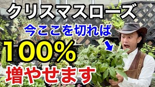 【覚えておいて】実はクリスマスローズ増やさないと枯れていきます。。。 【カーメン君】【園芸】【ガーデニング】【株分】 [upl. by Divod541]