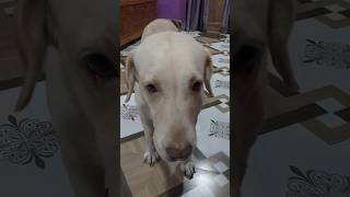 Labrador dog lucky 🐶 22 shorts dog viralshorts trending [upl. by Nayk520]