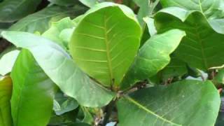 Palm squirrel foraging in tropical almond Terminalia Catappa tree [upl. by Luo]