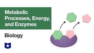 Metabolic Processes Energy and Enzymes  Biology [upl. by Alberto]