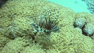 Обворожительные скорпеновые Крылатказебра pteroisvolitans commonlionfish [upl. by Naegem]