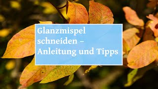 🏡 Glanzmispel schneiden – Anleitung und Tipps [upl. by Neyugn253]