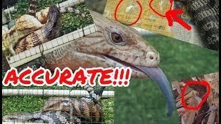 How to Sex BlueTongued Skinks Cara Melihat Jenis Kelamin Kadal Panana Jantan or Betina [upl. by Bellew]