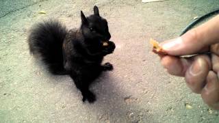 Feeding and petting a friendly black squirrel [upl. by Vilberg]