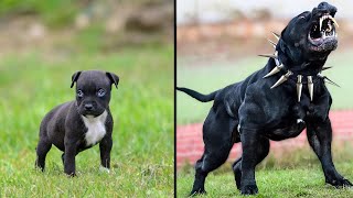 ANTES E DEPOIS DE ANIMAIS CRESCENDO TRANSFORMAÇÕES ANIMAIS INCRÍVEIS [upl. by Alacim]