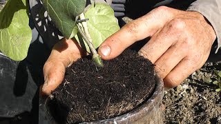 Planter les aubergines greffees  Les 4 Saisons du jardin bio [upl. by Atalante]