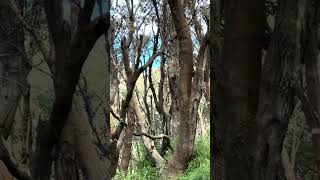 LETS HAVE A LOOK THRU THE TREES looking bushland outdoors [upl. by Pilihp]