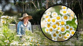 Growing Feverfew FAST and EASY from cuttings Matricaria [upl. by Ahsitil]