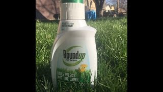 New RoundUp Weed Killer Spray for Lawns Review and Results [upl. by Arahk]