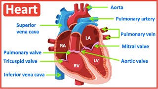 HEART ANATOMY in 3 MINUTES Memorize parts of the heart [upl. by Elleinod]