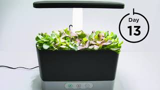 AeroGarden Harvest Seed Starting Salad Greens Timelapse [upl. by Faustus282]