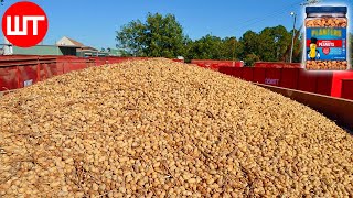 How Peanuts are Made  Peanuts Harvesting amp Processing  Food Factory [upl. by Doig]