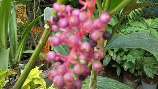 medinilla myriantha plant care tips Malaysian orchid Philippines orchid 🌿 [upl. by Field]