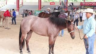 Beautiful Horses at Ranch Riding Reining Competition Expo Liberia [upl. by Yuh]