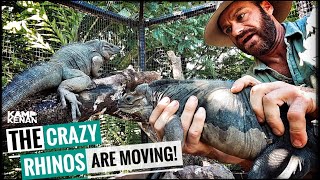 The Crazy Rhino Iguanas get a NEW Home [upl. by Rawde]