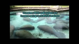 manatees need warm water springs to survive [upl. by Lutero]