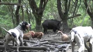 Mai 2013BASSETS FAUVE et GASCON à LObéissance au ferme [upl. by Lurlene]