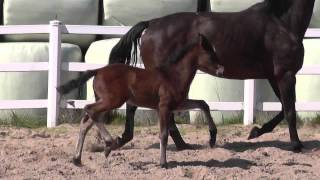 wwwreitschulesandbrinkde foal FOR COMPLIMENT  DON DIAMOND [upl. by Ylellan347]