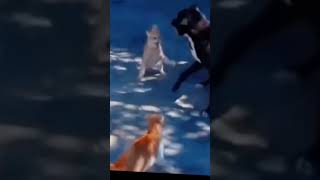 The Real Difference Between Cat and Dog Fights for Pet Owners [upl. by Ahsoet]