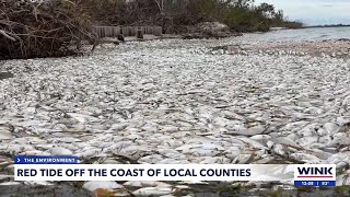 Red tide found off the coast of SWFL counties [upl. by Stanhope94]