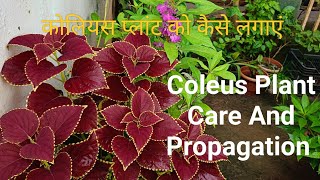 Coleus Plant Care And Propagation [upl. by Llerat707]