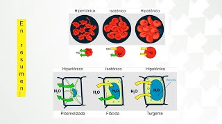 Solución hipertónica isotónica e hipotónica explicado fácil [upl. by Stella6]