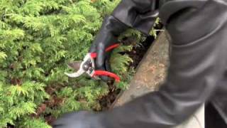 Prunethis How to prune shrubs like Juniper and Arborvitae [upl. by Novelc]