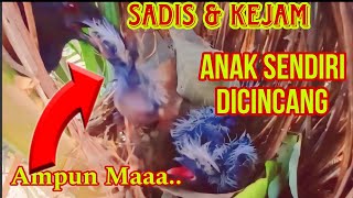 KEJAM ANAK SENDIRI DICINCANG DIJADIKAN MAKANAN [upl. by Atteras807]