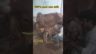 100 Pure Gir cow Milk available RS100LT Salman bhai dairy 7288899974 youtubeshorts [upl. by Am]