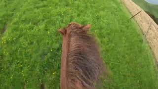 Removing the halter and going a tackless gallop on my horse in a Santa suit GO PRO raw footage [upl. by Accem]