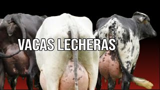 Vacas Lecheras Claves para Elegir la Raza y Animal Perfecto para tu Hato [upl. by Annav]