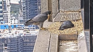 367 Collins St Falcons Mum Takes Gift Lunch🍗 to go While Dad Incubates 🥚🥚 2024 Aug 29 [upl. by Peoples]