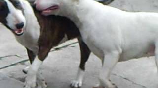 Bull Terrier Fight [upl. by Anitroc]