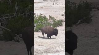 Bison 🦬 in the Extreme Thriving Near the Most Acidic Hot Springs yellowstone [upl. by Nowujalo757]