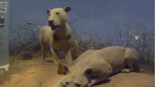 Museum  Tsavo Lions  1080p Test [upl. by Holmes]